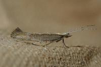 Plutella xylostella