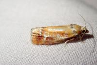 Rhyacionia buoliana