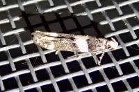 Recurvaria leucatella