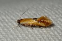 Batia lunaris