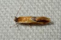 Batia lunaris