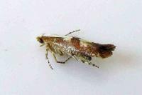 Argyresthia pruniella