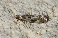 Nemapogon cloacellus