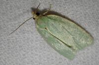 Tortrix viridana