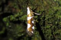 Argyresthia brockeella