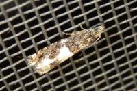 Epinotia demarniana