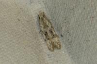 Carpatolechia proximella