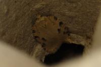 Acleris logiana