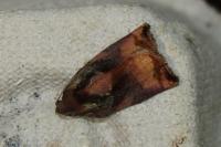 Archips podana