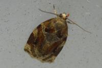 Archips xylosteana