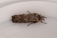 Ochsenheimeria taurella