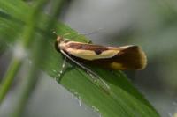 Harpella forficella