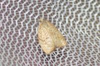 Acleris forsskaleana