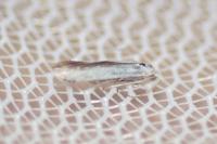 Coleophora ibipennella