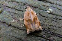 Archips crataegana