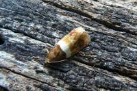 Epinotia festivana