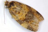 Epagoge grotiana