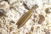 Pleurota aristella
