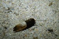 Trichophaga tapetzella