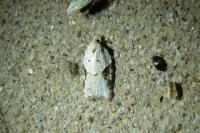Acleris kochiella
