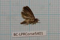 Agonopterix ferulae