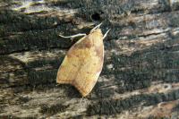 Carcina quercana