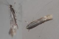 Elachista canapennella