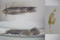 Elachista canapennella
