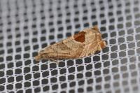 Notocelia uddmanniana