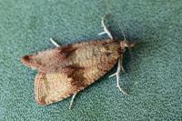 Celypha striana