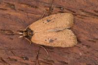Agonopterix subpropinquella