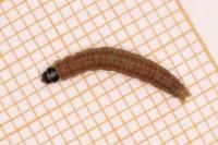 Agonopterix subpropinquella