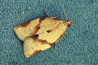 Clepsis consimilana