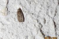 Agonopterix