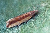 Bactra