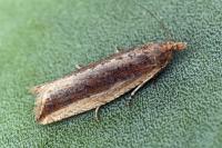 Bactra lancealana