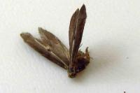 Parahyponomeuta egregiella