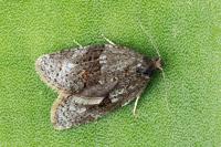 Syndemis musculana