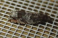 Ancylis achatana