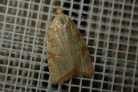Aleimma loeflingiana