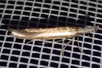 Pleurota aristella