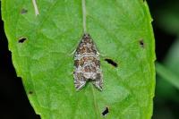 Celypha rivulana