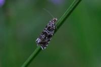 Celypha rivulana
