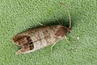 Cydia pomonella