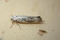 Yponomeuta irrorella