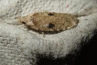 Agonopterix propinquella