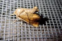Apoda limacodes