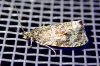 Celypha lacunana
