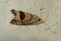 Notocelia uddmanniana