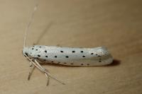 Yponomeuta